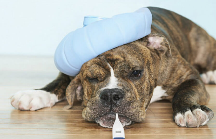 хозяин измеряет температуру собаке